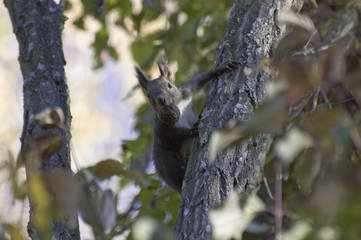 Squirrel holding a nut in his mouth and climbs up a tree