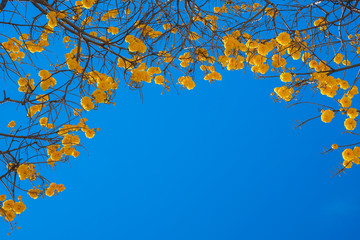 Fototapeta na wymiar Cochlospermum regium flower on blue sky . Yellow Cotton Tree is a small tree. It's yellow and bright flowers have antioxidant properties In Thailand.