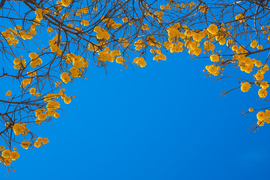 Fototapeta Cochlospermum regium flower on blue sky .  Yellow Cotton Tree is a small tree.   It's yellow and bright flowers have antioxidant properties In Thailand.
