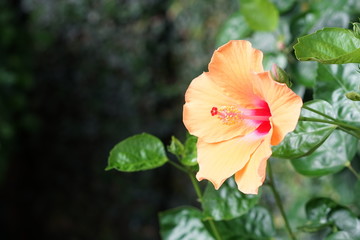 Obraz premium hibiscus or china rose in orange