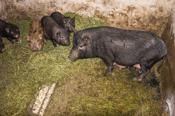 Vietnamese pigs standing on hay in the room a small farm. Family of Vietnamese pigs.