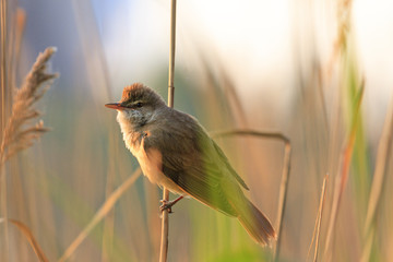 Bird leading a hidden life