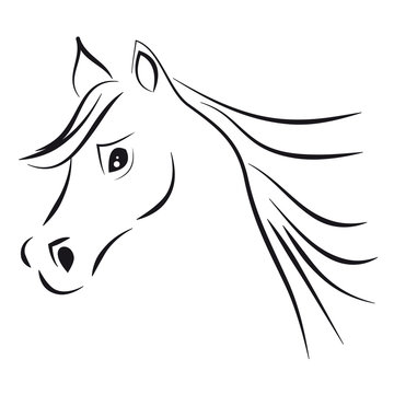 Horse head on white background