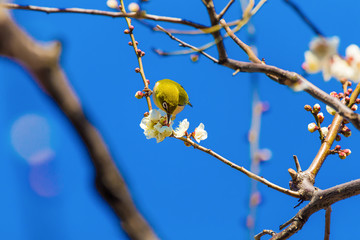 The Japanese White eye.The background is white plum blossoms. Located in Shinjuku, Tokyo Prefecture Japan.