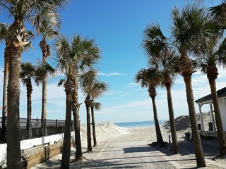 Palm trees on the beach in Atlantic coast of North Florida