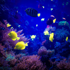 Fototapeta na wymiar beautiful underwater world. underwater world