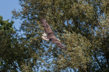 Seeadler