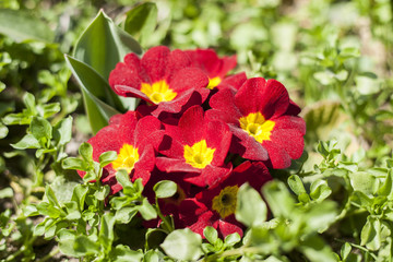 Obraz premium beautiful flovers at park