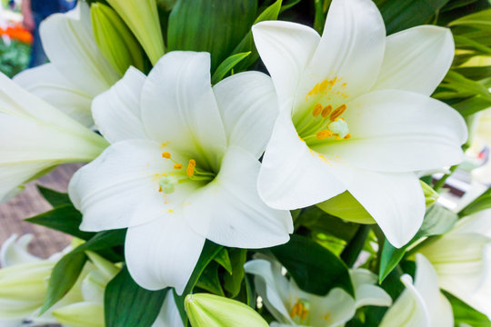 Beautiful white lily flowers