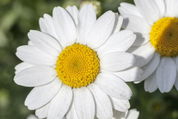 Naklejka premium beautiful flovers at park