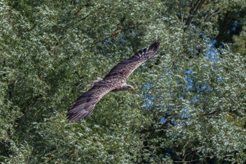 Seeadler