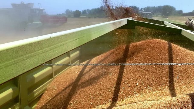 Unloading wheat by tractor-trailer