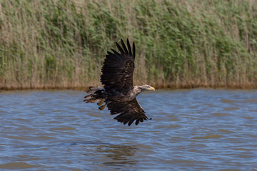 Seeadler