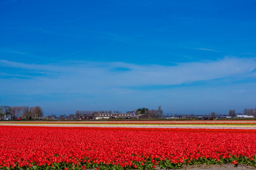 colorful tulips flowers. Tulip field.