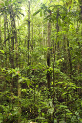 Naklejka na ściany i meble Interior of tropcal rainforest in Ecuador