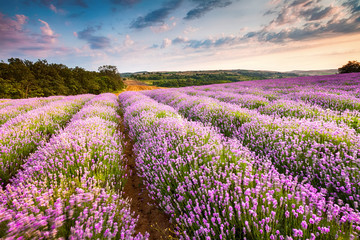 Naklejka premium Lawenda