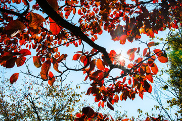 Autumn leaves of Dogwood