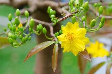 Ochna integerrima flower, the symbol of Vietnamese traditional lunar New Year together with peach flower. Mai flower in Vietnamese