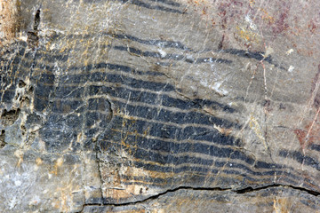 Fossil growth rings in a petrified tree trunk (Genus Araucarioxylon, upper Cretaceous) at Puyango Petrified Forest, Ecuador.