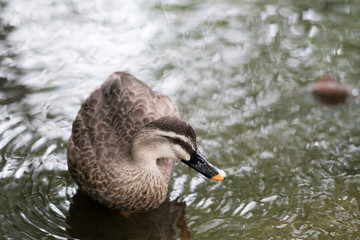 Goose at pond,Osaka,japan