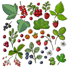 Set of vector berries and leaves. Wild berries painted color line on a white background. Cranberry, cranberries, currants, raspberries, strawberries, gooseberries, blueberries, barberries