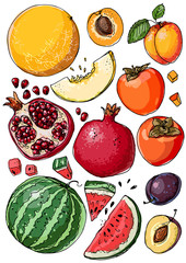 Set of fruit. Fresh food. Watermelon, cantaloupe, pomegranate, apricot, persimmon line drawn on a white background. Vector illustration.
