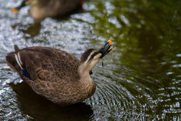 Goose at pond,Osaka,japan