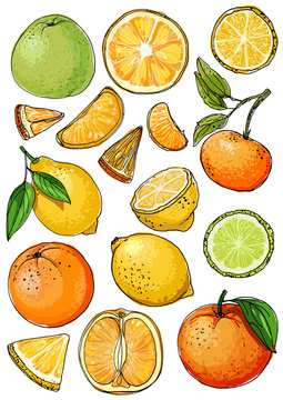 Citrus. Set of fruit. Fresh food. Lemons, oranges, mandarin, pomelo, lime.  Vector illustration.