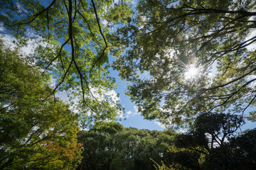 Green tree on the sky
