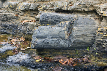 Petrified tree trunks weathering out of strata at a stream edge (Genus Araucarioxylon, upper...