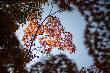 Autumn leaves tree