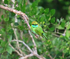 Little green bee-eater, Merops orientalis, Sri Lanka