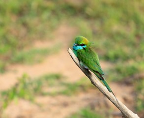 Little green bee-eater, Merops orientalis, Sri Lanka