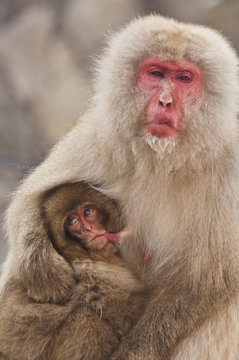 Japanese Macaque nursing, Yudanaka Nagano-Ken, Japan