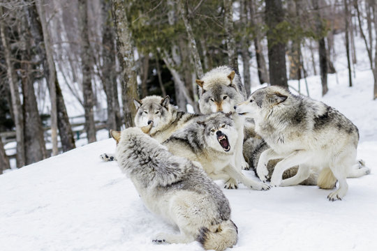 Grey wolves demonstrating hierarchy, Montebello, Canada