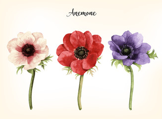 Fototapeta Anemone, watercolor, can be used as greeting card, invitation card for wedding, birthday and other holiday and  summer background.  Vector illustration.
 obraz