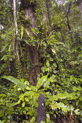 Interior of tropical rainforest in Ecuador