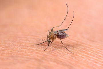 Mosquitoes sucking blood on the human skin.