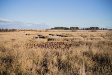 Obraz premium Typical Scottish Field