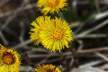Coltsfoot flower growing on a spring meadow