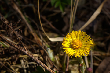 Coltsfoot flower growing on a spring meadow
