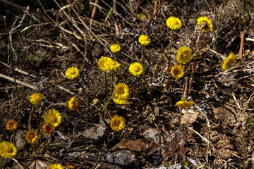 Coltsfoot flower growing on a spring meadow