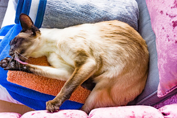 oriental cat.  Siamese cat