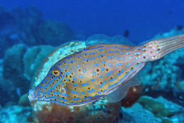 luterus scriptus, scrawled filefish