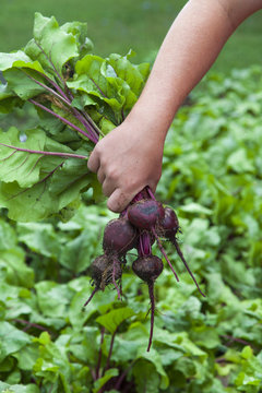 Close up of a gardener's hand holding freshly harvested beets from the kitchen garden; Toronto, Ontario, Canada