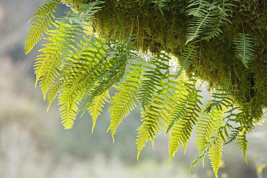 Close up of moss covered tree in a forest with a fern growing around it; Oregon, United States of America