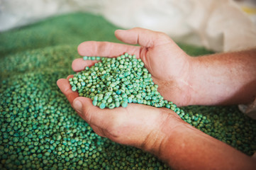 Hands holding treated seeds; Princess Anne, Maryland, United States of America