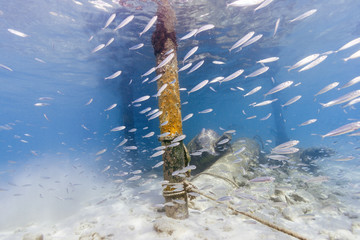 Silversides fish under pier