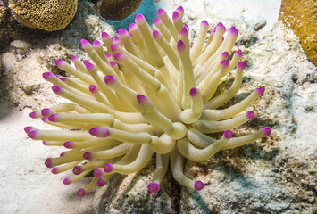 coral reef Atlantic anemone