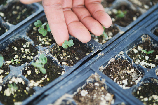 Finger touching seedlings growing in seed flats in a greenhouse; Sparks, Maryland, United States of America